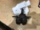 Toyota Corolla ZRE182 Tailgate Catch